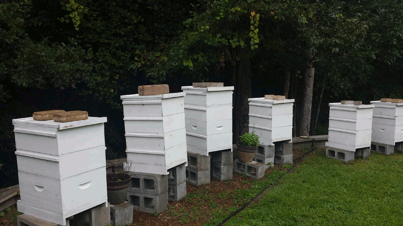 Apiary