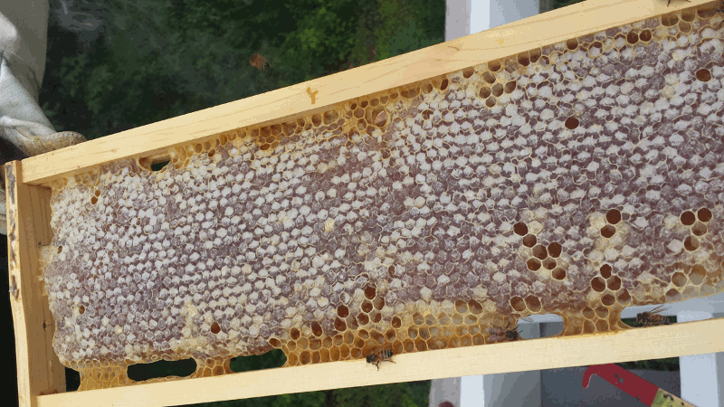 Honey Frame